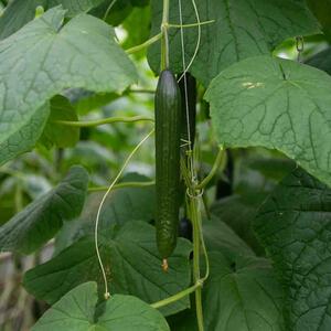 Cucumis sativus