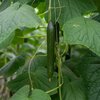 Cucumis sativus