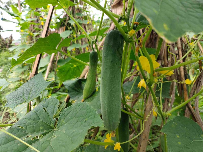 Cucumis sativus