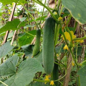 Cucumis sativus