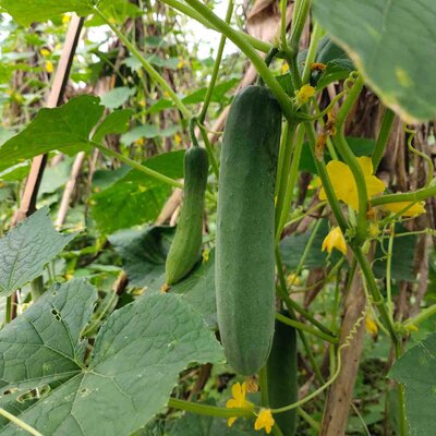 Cucumis sativus