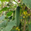 Cucumis sativus