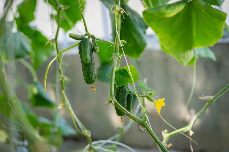 Cucumis sativus