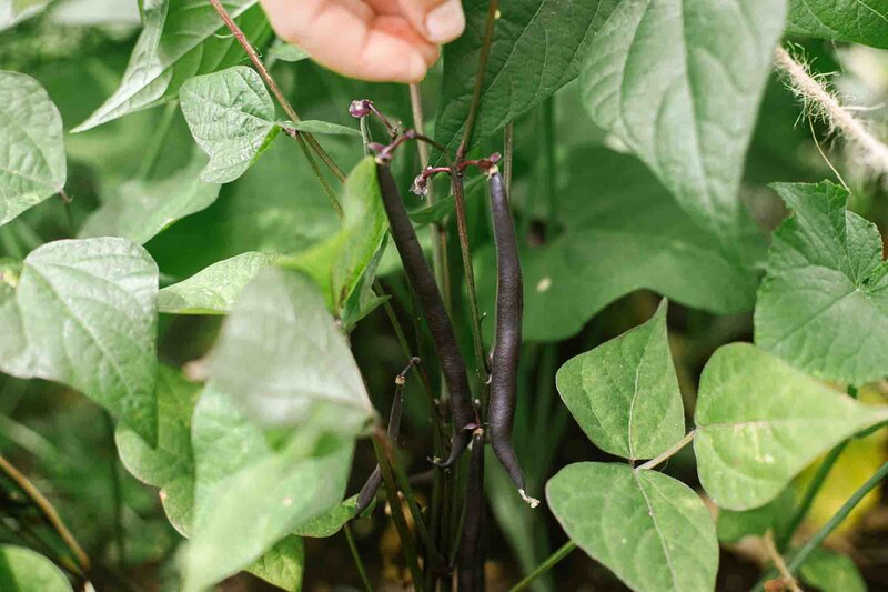Phaseolus vulgaris 'Purple Queen'