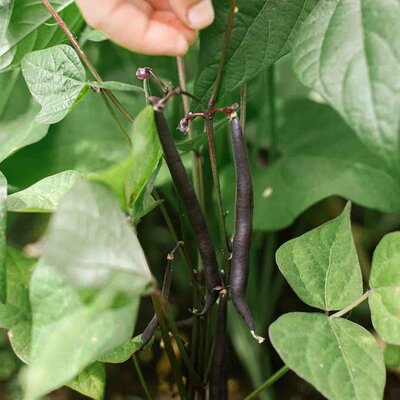 Phaseolus vulgaris 'Purple Queen'