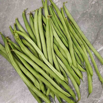 Phaseolus vulgaris 'Soliman'