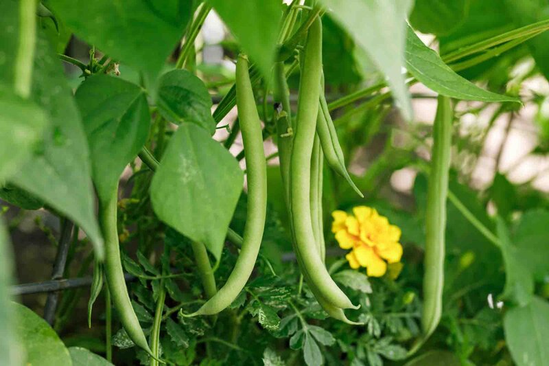 Phaseolus vulgaris 'Tenor'
