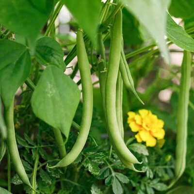 Phaseolus vulgaris 'Tenor'