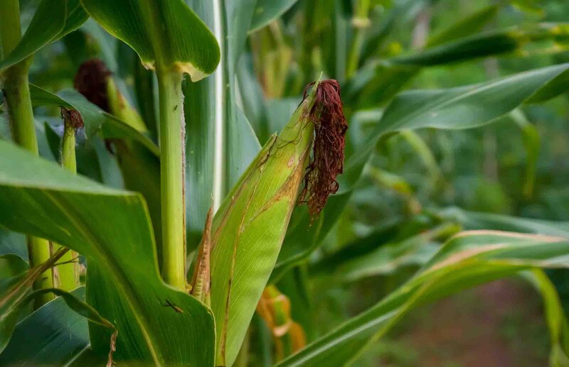 Zea mays convar. 