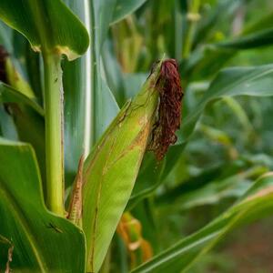 Zea mays convar. 