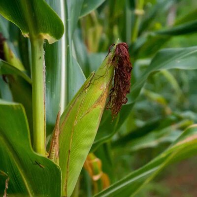Zea mays convar. 