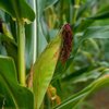 Zea mays convar. 