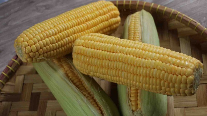 Zea mays convar. 