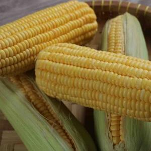 Zea mays convar. 