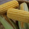Zea mays convar. 