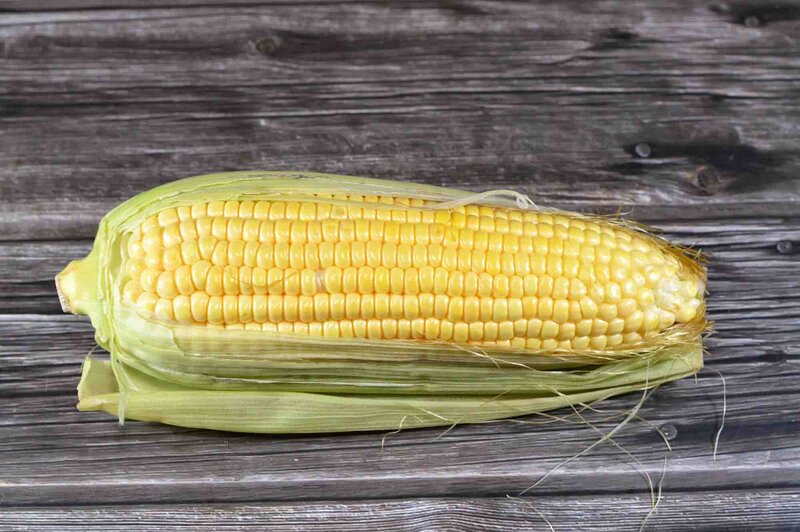 Zea mays convar. 