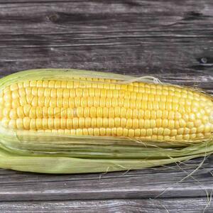 Zea mays convar. 