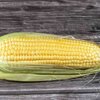 Zea mays convar. 