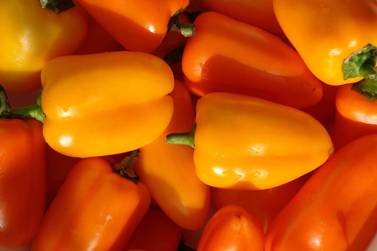 Capsicum annuum 'Orange Snack' | STARKL