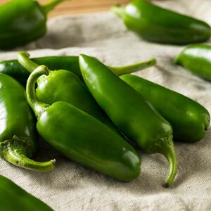 Capsicum frutescens 'Jalapeno'