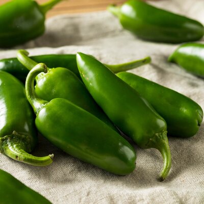 Capsicum frutescens 'Jalapeno'