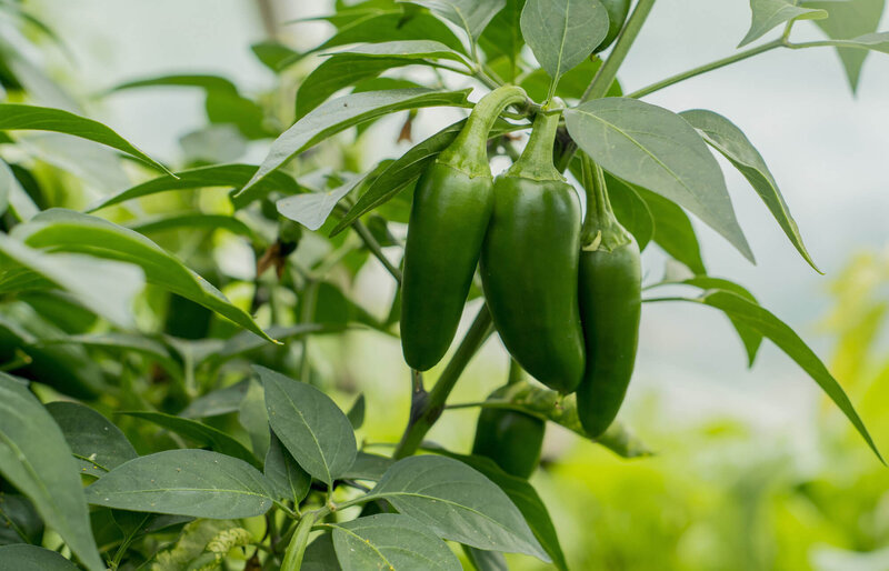 Capsicum frutescens 'Jalapeno'