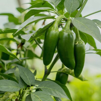 Capsicum frutescens 'Jalapeno'
