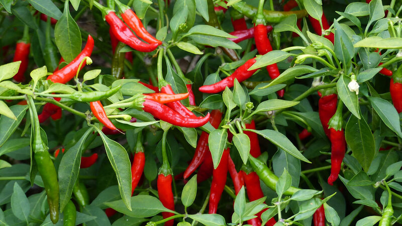Capsicum annuum 'Red Devil'