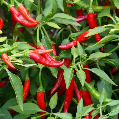 Capsicum annuum 'Red Devil'