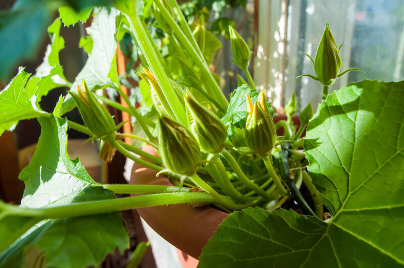 Cucurbita 'Easy Pick green'