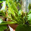 Cucurbita 'Easy Pick green'