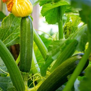 Cucurbita 'Easy Pick green'