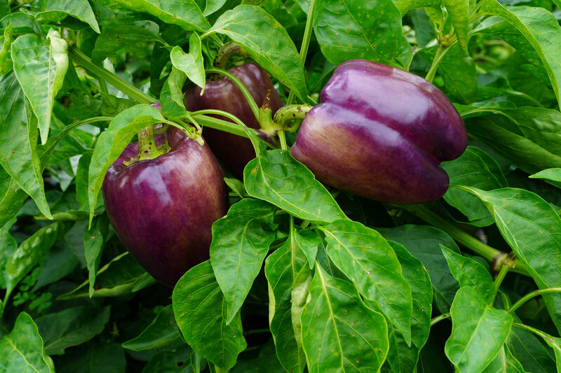 Capsicum annuum