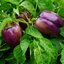 Capsicum annuum