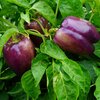 Capsicum annuum