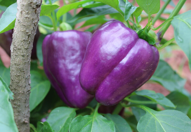 Capsicum annuum
