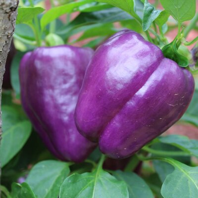 Capsicum annuum