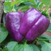 Capsicum annuum