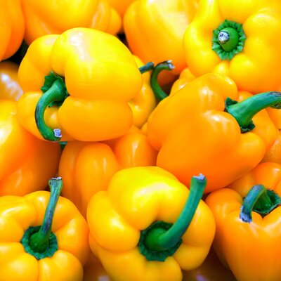 Capsicum annuum