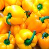 Capsicum annuum