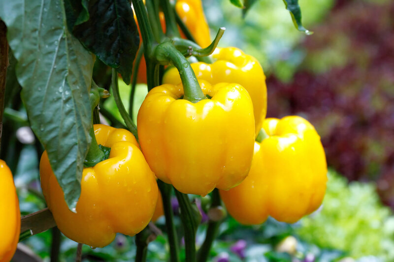 Capsicum annuum
