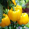 Capsicum annuum