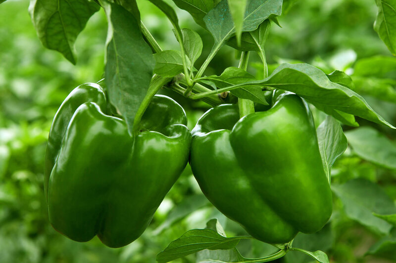 Capsicum annuum
