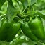 Capsicum annuum