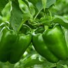 Capsicum annuum