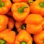 Capsicum annuum
