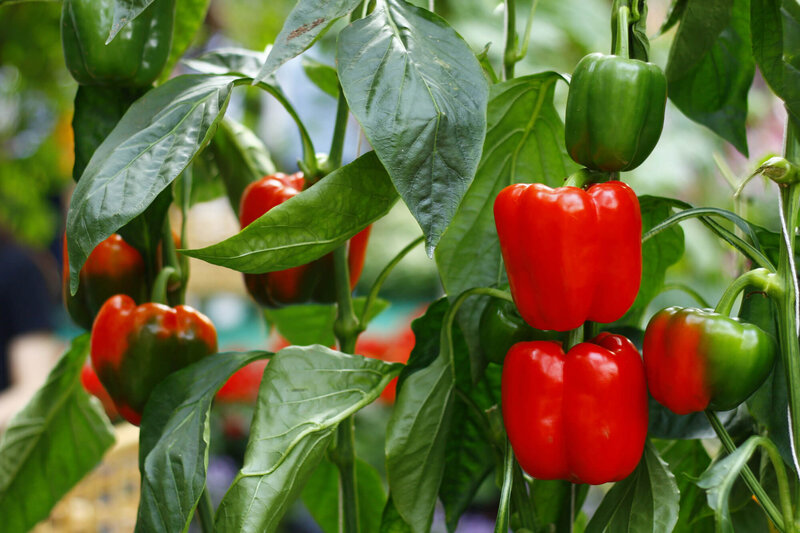 Capsicum annuum