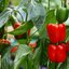 Capsicum annuum
