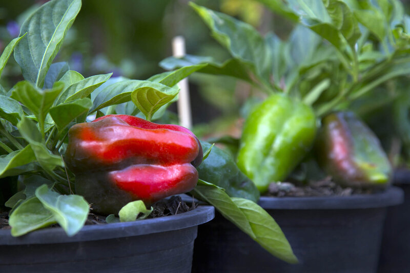 Capsicum annuum
