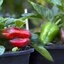 Capsicum annuum